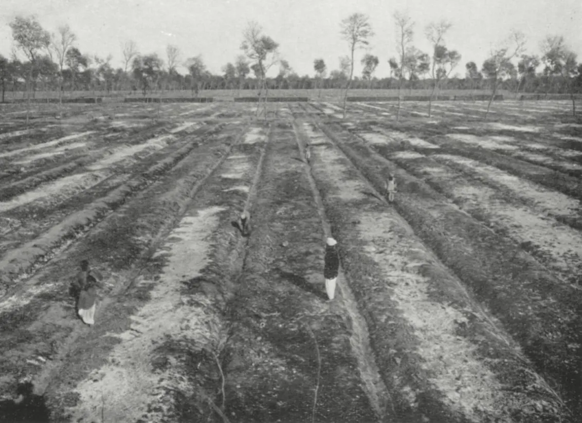 Historical photograph of long trenches dug in cleared ground for planting the forest, around 1912